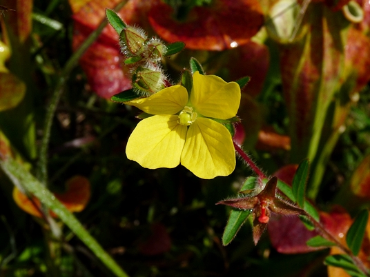 {Ludwigia hirtella}